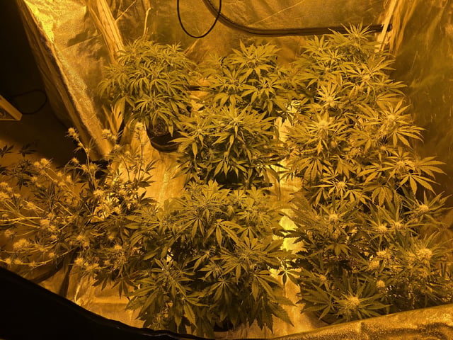 Autos AGAIN — flower, day 51