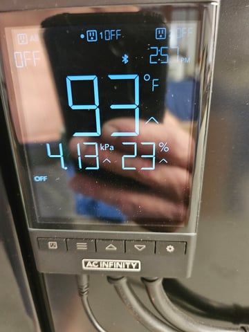 BLACKCHERRY SHERB — flower, day 64