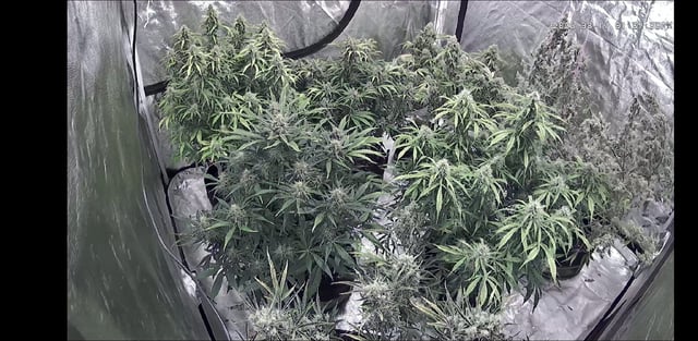 Autos AGAIN