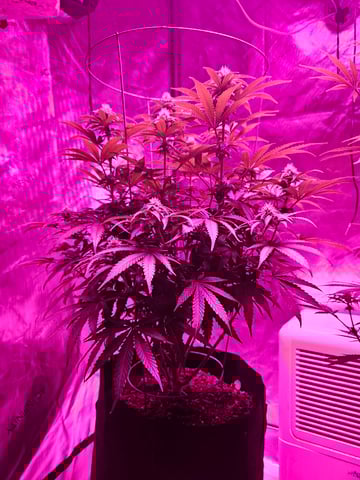 BLACKCHERRY SHERB — flower, day 46