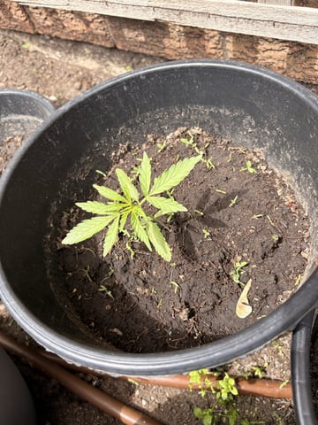 Muliflex — vegetative, day 30