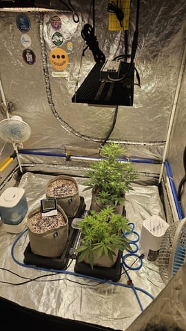Autos For The Rest Of Winter 🔥🔥😉 — germination, day 8