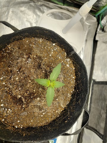 my first grow  — vegetative, day 15