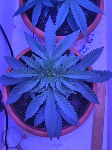 unknown strain 1st grow — vegetative, day 17
