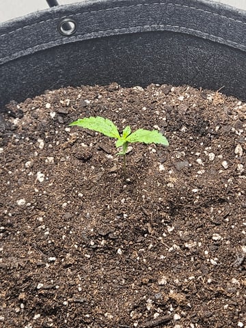 Gorilla Z auto — seedling_rooting, day 21