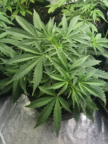 3rd Auto Grow — vegetative, day 48