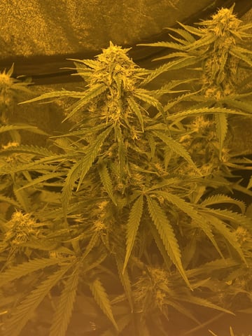 3rd Auto Grow — flower, day 76