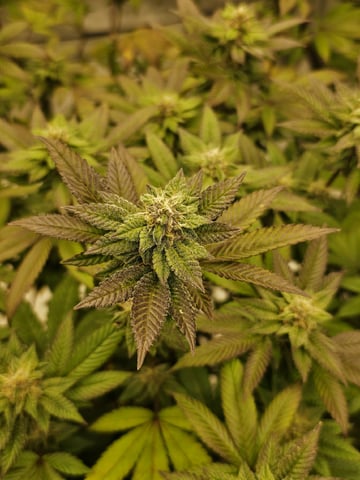 perfect circle/ cherrymac1 X candyland cross  — flower, day 16