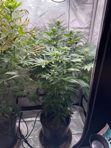 White Russian — flower, day 71