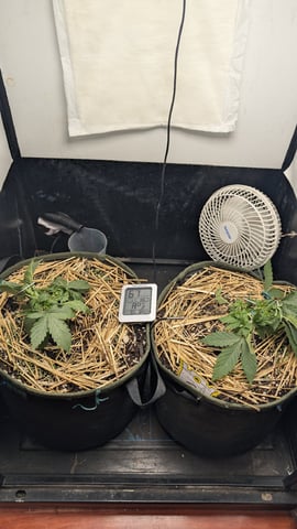 Double Smile And (Alien Vs Triangle X Strawberry Nuggets) — vegetative, day 24