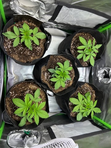 Lemon Power Haze — vegetative, day 21