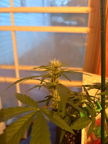 Northern Lights & Quick One  — vegetative, day 10