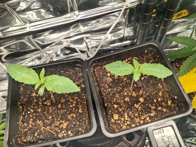 Astro cheese — seedling_rooting, day 11
