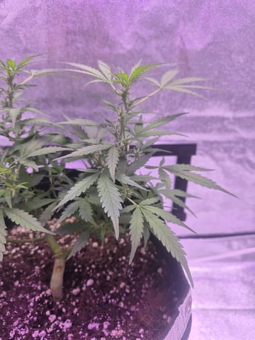 I'll get it right — flower, day 56