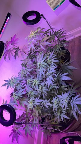 Pakistan — grow_setup, day 6