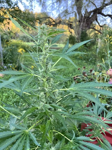 Banjo (Adam’s Plant) — flower, day 66