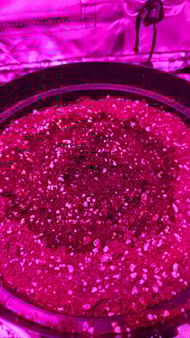 first grow adventure  — seedling_rooting, day 7