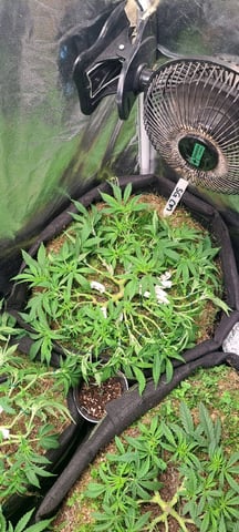 First Grow with the new setup 