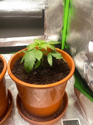 2nd Try — vegetative, day 28
