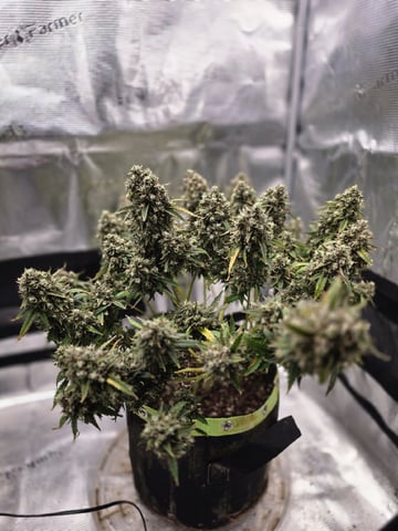 blue dream auto — flower, day 81