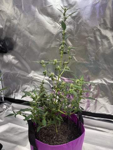 First Run — flower, day 93