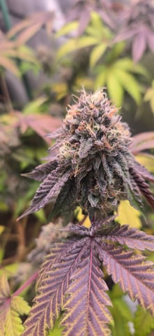 Looking for advice! — flower, day 94