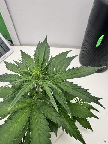 Mindfield - with Girl Scout Cookies (auto) — vegetative, day 4