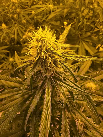 3rd Auto Grow — flower, day 68