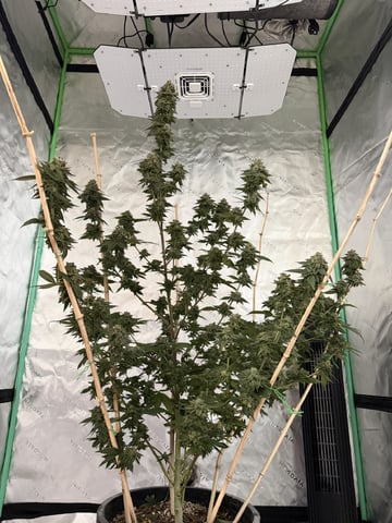 Bluntz Grow — flower, day 62
