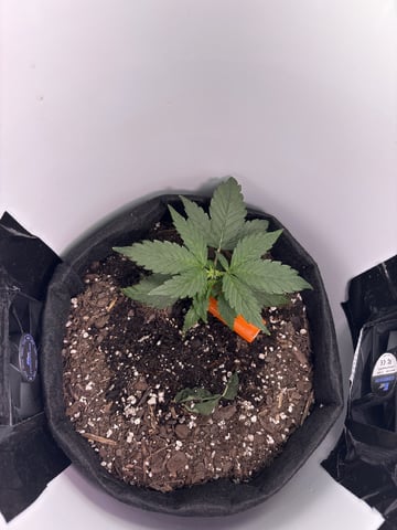 My First Grow — vegetative, day 30