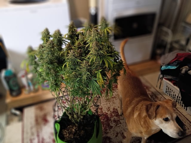 FastBuds Photo-Lemon Mandarin 