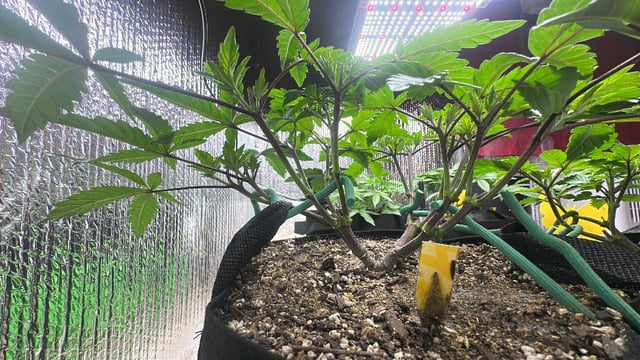 Gelly Mama and Sugar Tree — vegetative, day 66