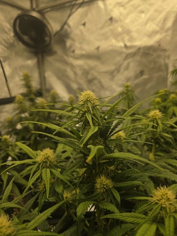 1st Grow 4x4 — flower, day 43