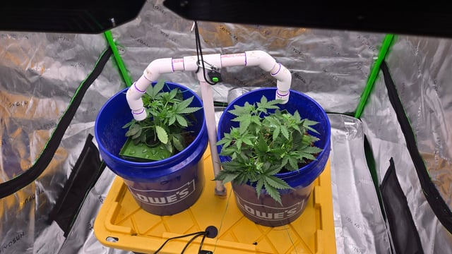 Fastbuds Autoflower Run — vegetative, day 28