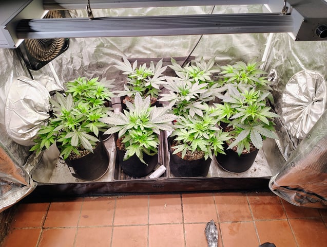 garage set up — vegetative, day 49