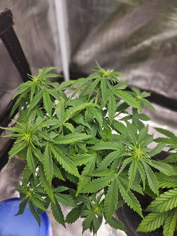 3 bears auto flower  — flower, day 29