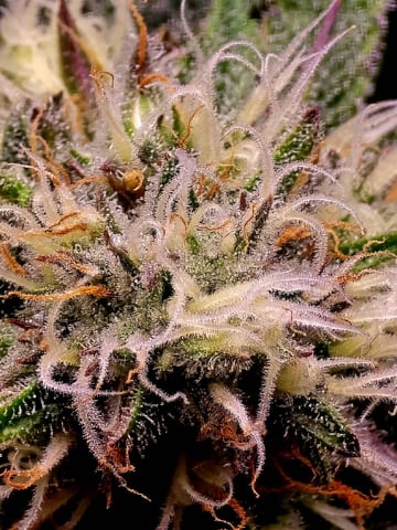 Dirty Bird - Thousand Island Fem & Platinum Kush Breath Remix x Grape Cakehead Fem Photo  — flower, day 84