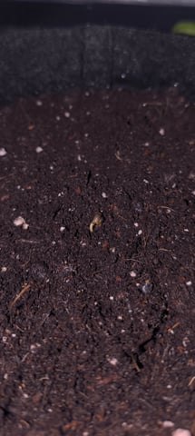 Mimosa Orange Punch Project — seedling_rooting, day 3