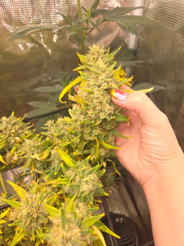Experiment Time — flower, day 82