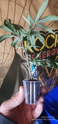 EZ Cloning #101 — germination, day 5