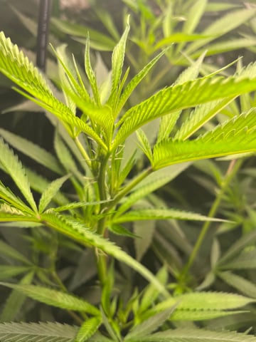 tent grow — flower, day 1