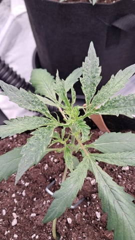 No3 — vegetative, day 26