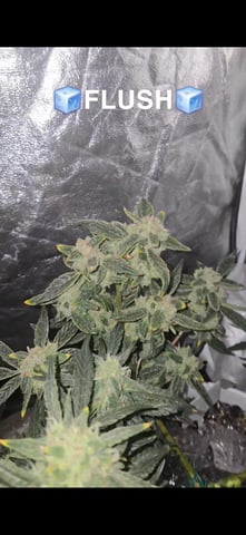 high octane x holy grail  — auto, day 40