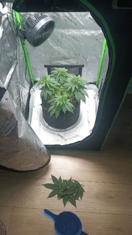 Critical Purple Kush — vegetative, day 61