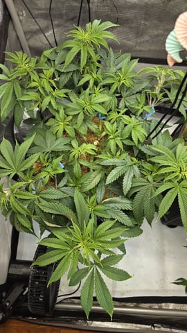 Strawberry Sugar  — vegetative, day 50