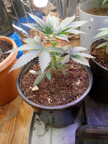Jack hearer/Jack the ripper? — vegetative, day 47