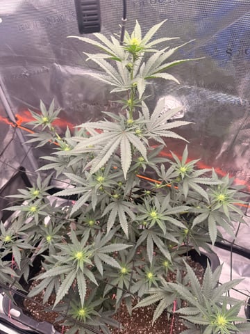 BMG clone — flower, day 2