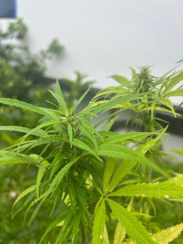 Flora — grow_setup, day 3