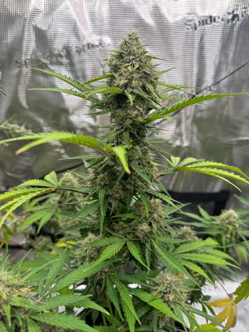 Grow Number 2 — flower, day 61
