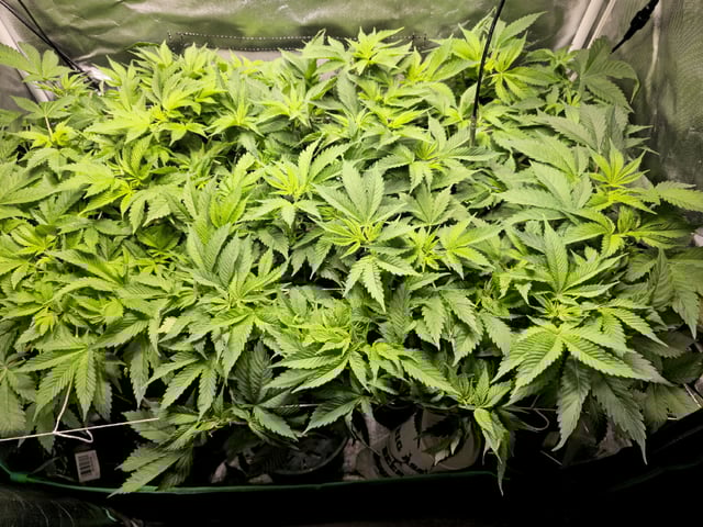 Kushberry Moonrocks — flower, day 43